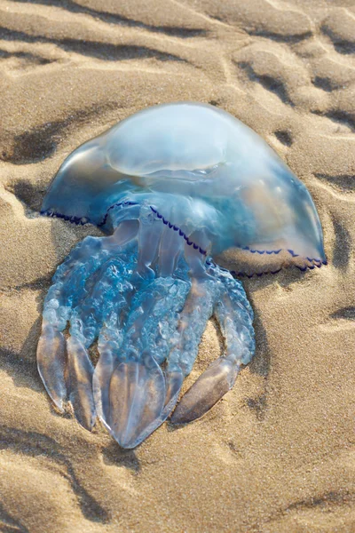 stock image Jellyfish on the sand