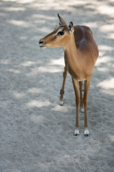 Stock image Impala antelope