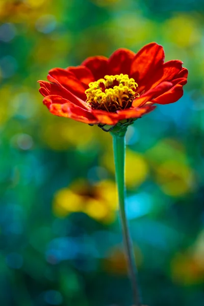 Red daisy in colored field — Stock Photo, Image