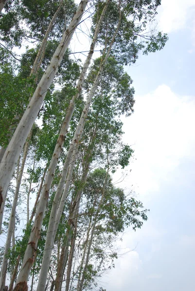 Uprostřed vysokých stromů — Stock fotografie