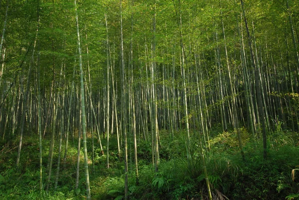 Бамбуковая роща — стоковое фото