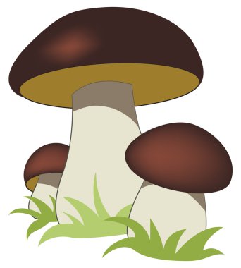 Ceps