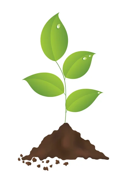 Yeşil bitki — Stok Vektör