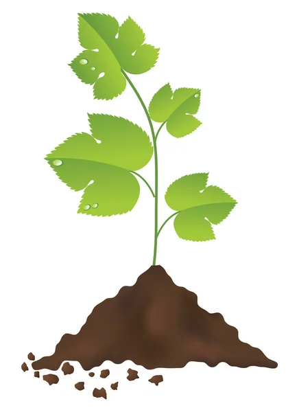 Grön växt — Stock vektor