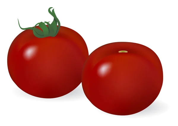 Два помидора — стоковый вектор