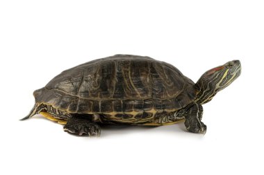 Terrapin