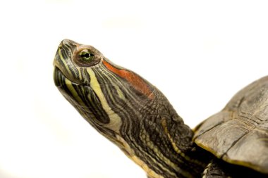 Terrapin