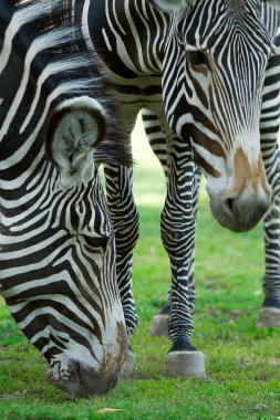 Two zebras clipart