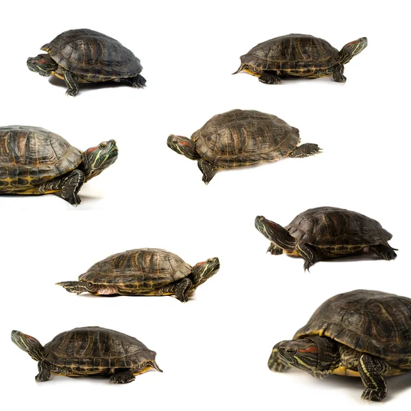 stock image Turtles