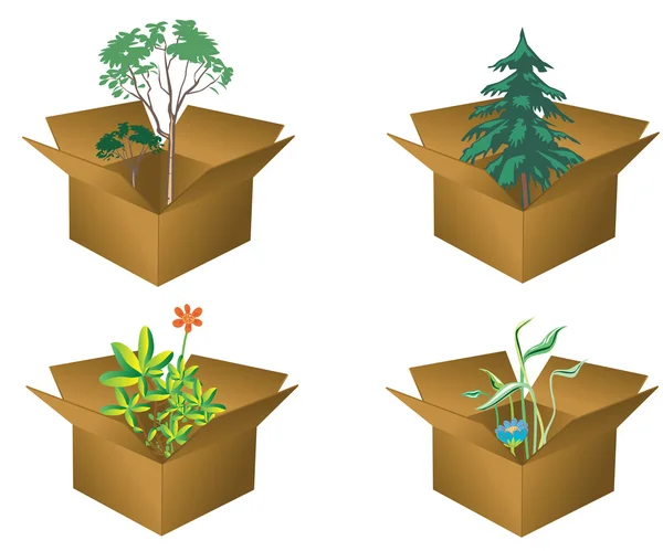 Boxes with plants — Stock Vector
