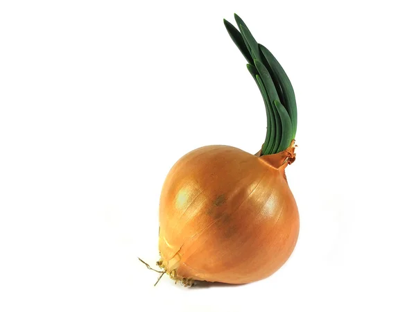 Grown onion bulb — Stock Photo, Image