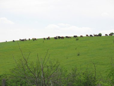 Çayırdaki inekler