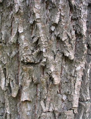 eski ve yıpranmış ağaç kabuğu dokusu