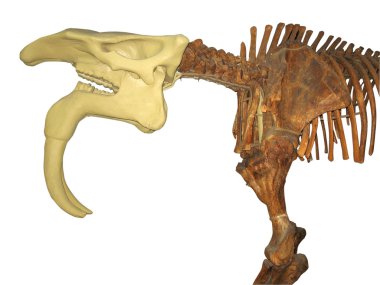JIGTarih öncesi hayvan iskeleti izole