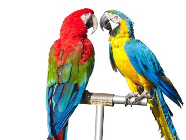 Two beautiful bright colored parrots clipart