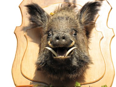 Stuffed wild boar head on wooden Board clipart