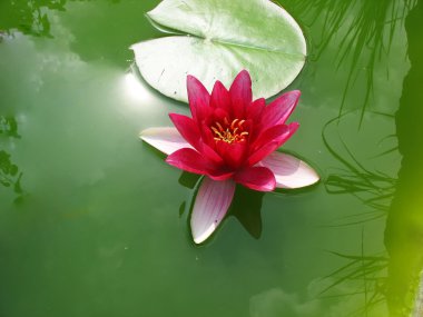 Beautiful blooming pink water lily Lotus clipart