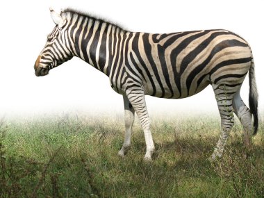 Afrika zebra izole yeşil çimenlerin üzerinde