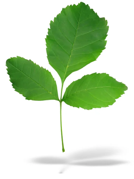 그림자와 함께 추상 3 개의 녹색 잎 — 스톡 사진