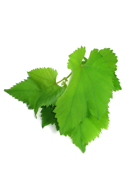 Green grape leaves isolated over white — Stock Photo, Image