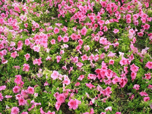 Stock image Colorful bright flower bed in the garden