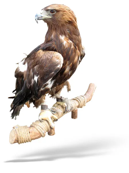 Captured Hawk eagle on a wooden bark — Stock Photo, Image