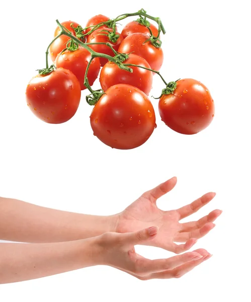 Two woman hands holding tomatos — Stock Photo, Image