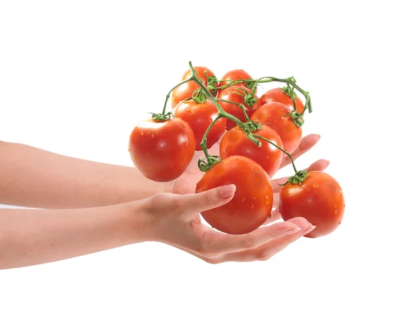 Two woman hands holding tomatos. — Stock Photo, Image