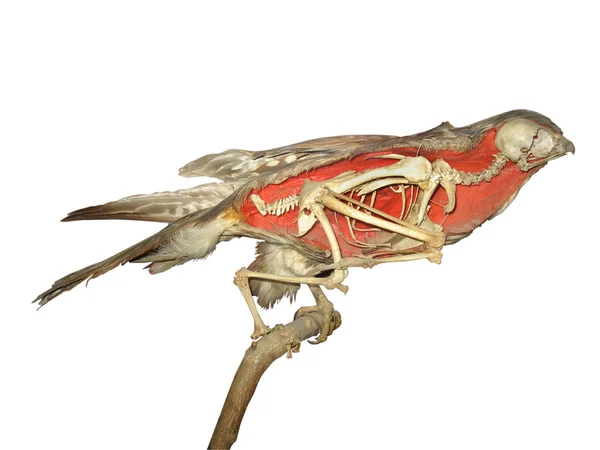 Stuffed falcon skeleton over white — Stock Photo, Image