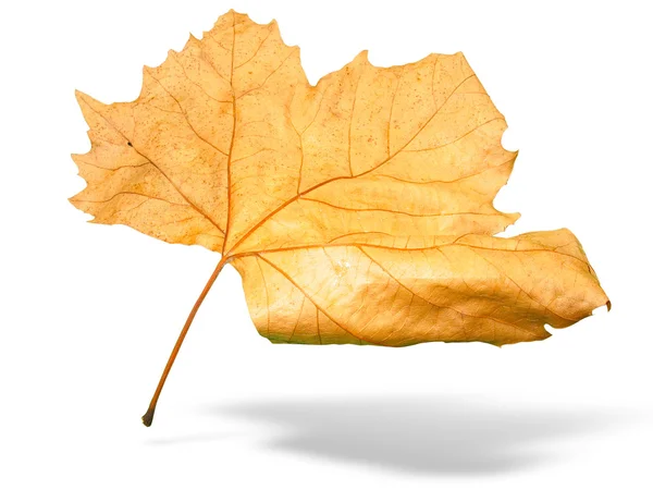 Beautiful golden Fall leaf isolated — Stock Photo, Image