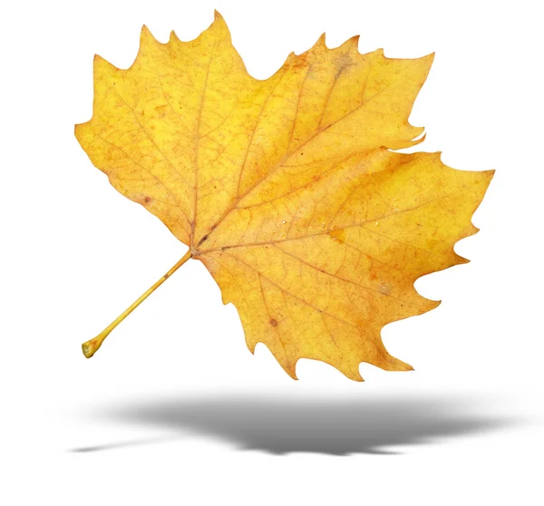 Yellow autumn tree leave with shadow — Stock Photo, Image