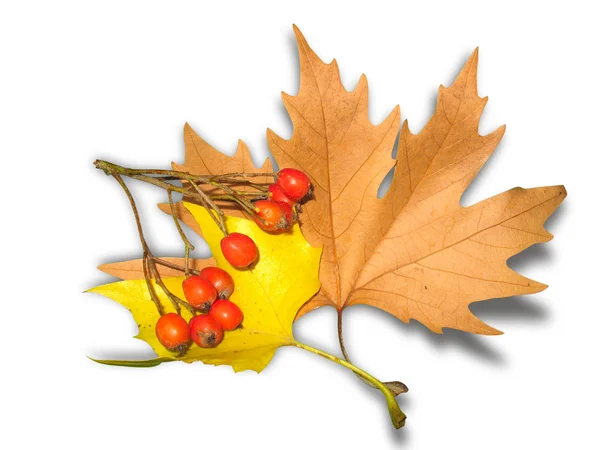 Yellow autumn leaves and berrys — Stock Photo, Image