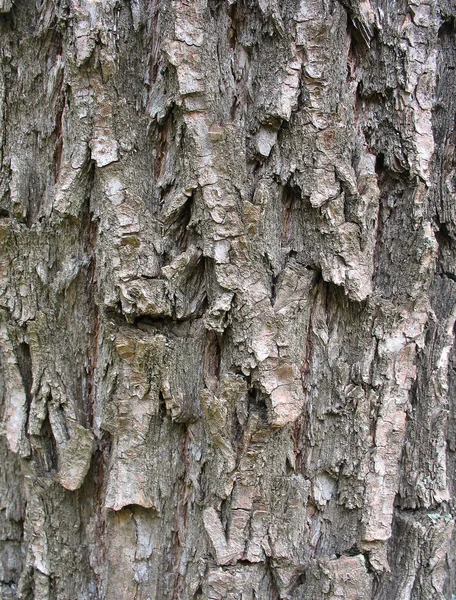 风化和老树树皮纹理 — 图库照片