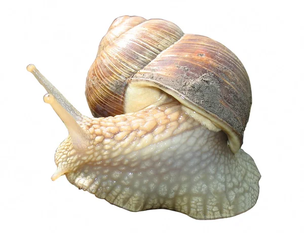 Little garden snail isolated — Stock Photo, Image
