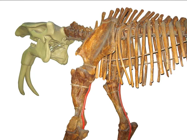 JIGTarih öncesi hayvan iskeleti izole — Stok fotoğraf