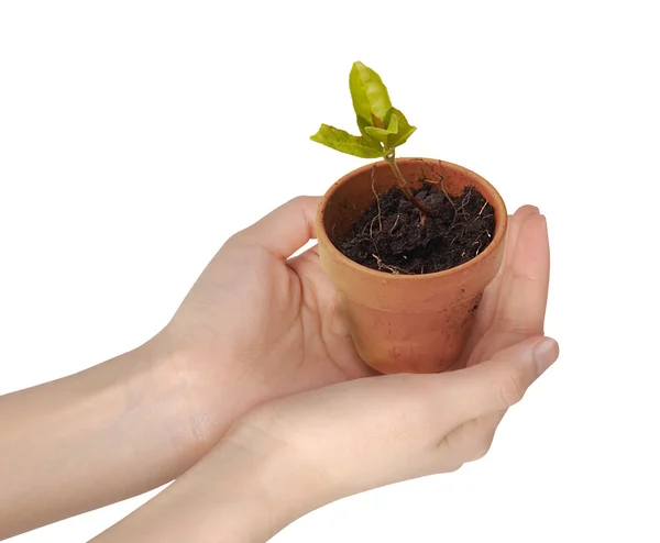 인간의 손에 들고 성장 식물 — 스톡 사진