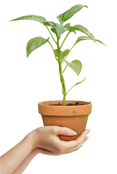 Mãos humanas segurando uma planta em crescimento — Fotografia de Stock