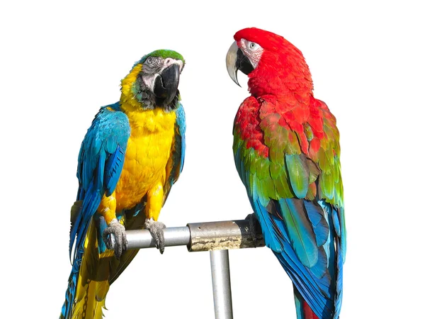 Zwei schöne bunte Papageien — Stockfoto