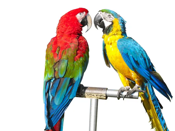 Iki güzel parlak renkli papağan — Stok fotoğraf