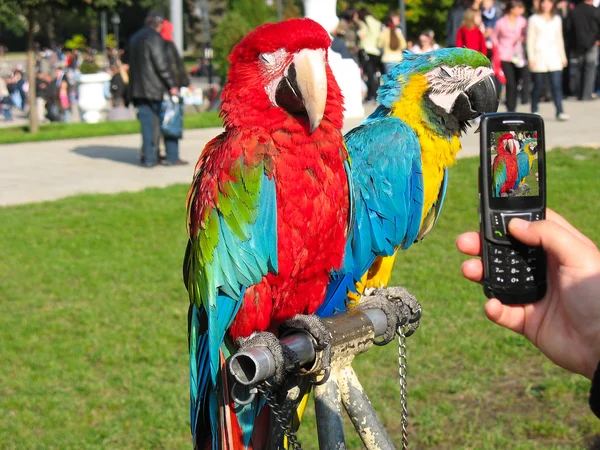 Dois belos papagaios coloridos brilhantes — Fotografia de Stock