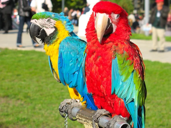Dwie piękne jasne kolorowe papugi — Zdjęcie stockowe