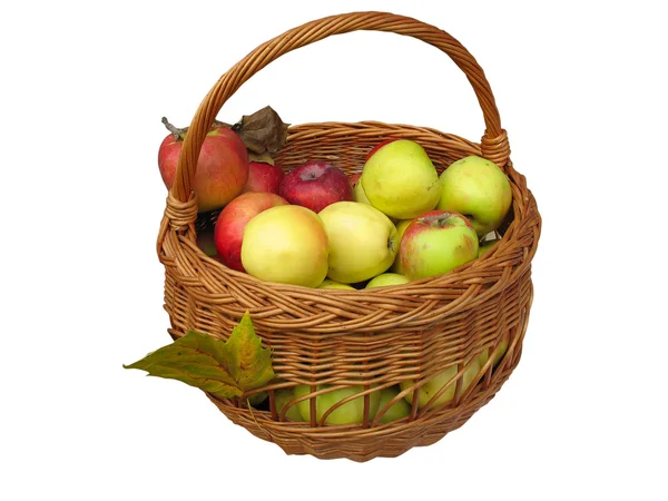 Récolte. pommes dans un panier en bois — Photo