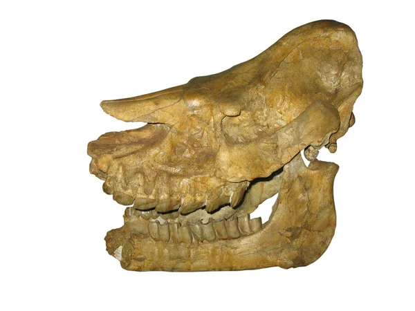 Schädel prähistorischer Tierskelette — Stockfoto