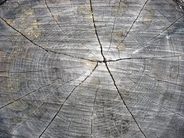 Close-up vecchio legno struttura tagliata — Foto Stock