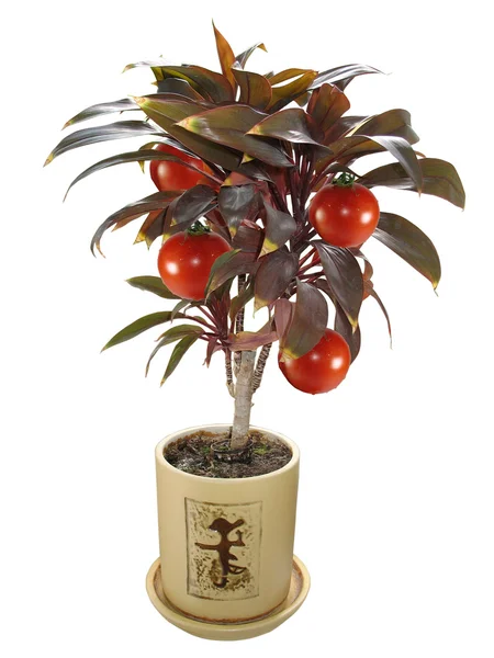 Árbol con concepto de tomate aislado —  Fotos de Stock