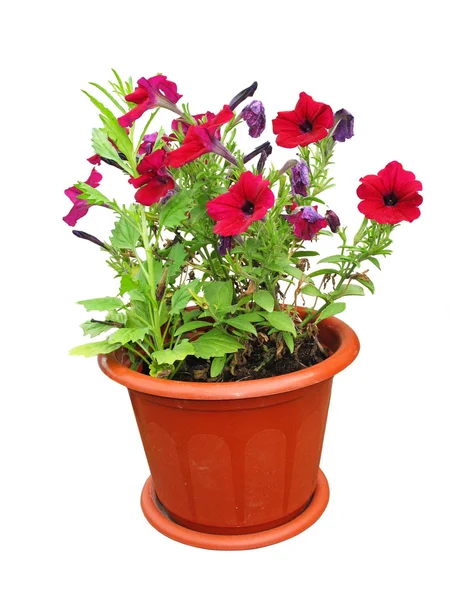 Flores agradáveis crescendo em um pote vermelho — Fotografia de Stock