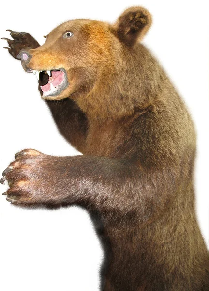 Russian bear over white background — Stock Photo, Image