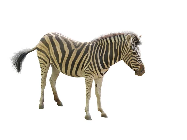Zebra em um zoológico isolado sobre branco — Fotografia de Stock