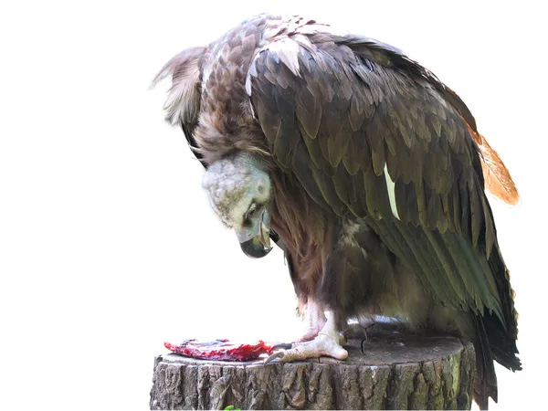 Abutre Griffon águia comer carne — Fotografia de Stock