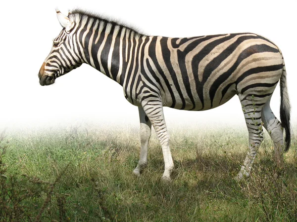 A zöld fű, elszigetelt afrikai zebra — Stock Fotó